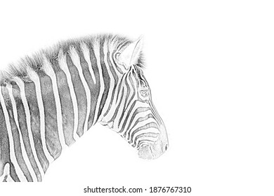 Illustrative Drawing Zebra Fine Line Detail Stock Illustration ...