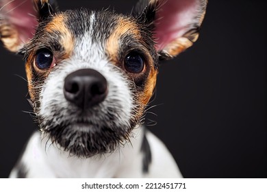 Illustrative Portrait Of A Rat Terrier Dog Face Closeup, Detailed Cinema Graphic With Shallow Depth Of Field.