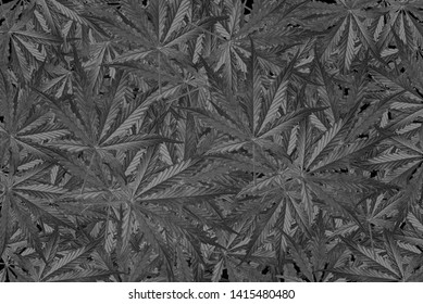 image abstract cannabis leafs background