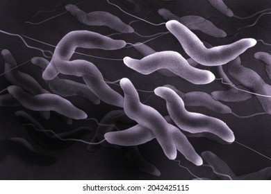 Image Of Campylobacter Viewed Under A Microscope