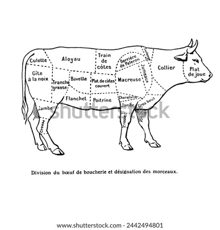 Image containing beef division schema . Vintage engraved illustration. Larousse 1920