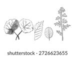 Image of different leaf shapes in plants. Old vintage illustration, 1899