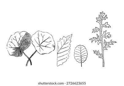 Image of different leaf shapes in plants. Old vintage illustration, 1899