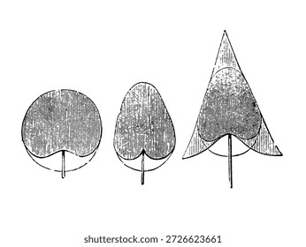 Image of different leaf shapes in plants. Old vintage illustration, 1899