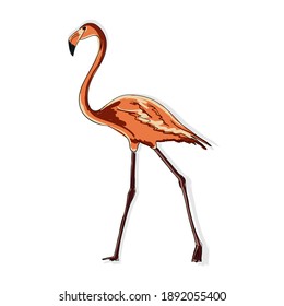 Image of a full-length pink flamingo. Animalistic digital sketch. Animal drawn by hand on a white background. High quality photo