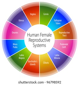 An image of a human female reproductive systems chart.