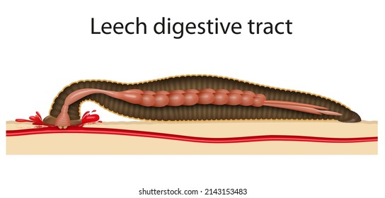 Image For Leech Digestive Tract