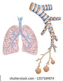 Image Of The Lung And An Alveolar Bronchial Branch, Belonging To The Human Respiratory System.