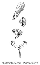 Image of a sprouting maple seed, old vintage illustration, 1894
