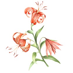 Image Tiger Lily Flowers. Hand Draw Watercolor Illustration.