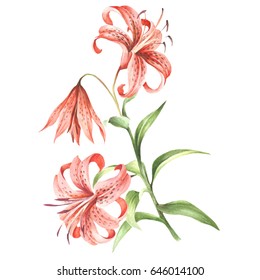Image Tiger lily flowers. Hand draw watercolor illustration.