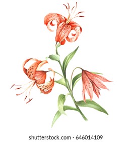 Image Tiger lily flowers. Hand draw watercolor illustration.