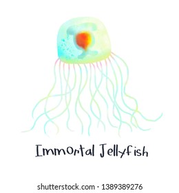 Immortal Jellyfish Animal Realistic Illustration