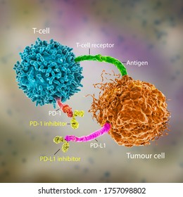 Immune Checkpoint Inhibitors In Cancer Treatment, 3D Illustration. Inhibitors Of PD-1 Receptor And PD-L1 Prevent The Tumour Cell From Binding To PD-1 And Enable The T Cell To Remain Active