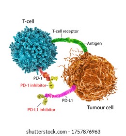 Immune Checkpoint Inhibitors In Cancer Treatment, 3D Illustration. Inhibitors Of PD-1 Receptor And PD-L1 Prevent The Tumour Cell From Binding To PD-1 And Enable The T Cell To Remain Active