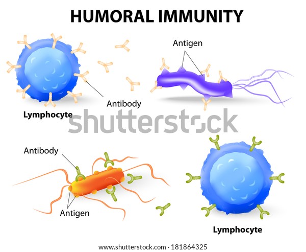 免疫力リンパ球 抗体 抗原 のイラスト素材