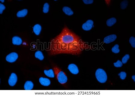Immunofluorescence micrograph of A549 human lung carcinoma cells stained for p62 (SQSTM1) and DAPI, showing intracellular protein localization and cell nuclei