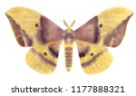 Imperial Moth (Eacles imperialis) watercolor illustration isolated on a white background