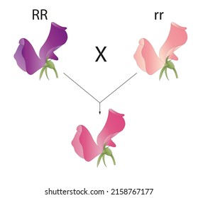 Incomplete Dominance. Plant Phenotype Illustration