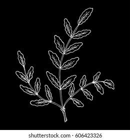 Indian Frankincense Salai or Boswellia serrata vintage illustration.Olibanum-tree (Boswellia sacra), aromatic tree. Ink hand drawn herbal illustration. 