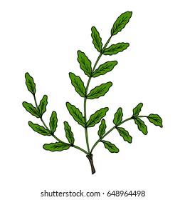 Indian Frankincense Salai or Boswellia serrata vintage illustration.Olibanum-tree (Boswellia sacra), aromatic tree. Ink hand drawn herbal illustration