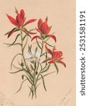 Indian Paintbrush (Castilleja rhexifolia) (1883) by Mary Vaux Walcott. Original from The Smithsonian. Vintage flower art drawing, flower art print, old illustration, flower painting.