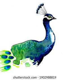 Indian Peacock Bird. Ink And Watercolor Drawing