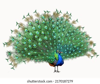 Indian peacock (Pavo cristatus)  realistic drawing  illustration for animal encyclopedia  isolated image white background