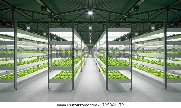 Indoor hydroponic vegetable plant factory in\
exhibition space warehouse. Interior of the farm hydroponics.\
Vegetables farm in hydroponics. Lettuce farm growing in greenhouse.\
Concrete floor. 3D\
render