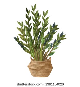 Indoor plant watercolor illustration. Home plants, ZZ Plant (Zamioculcas) in a pot.