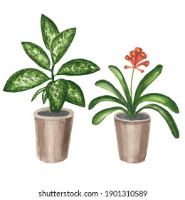 Indoor Plants , Watercolor Set, Dieffenbachia And Clivia.