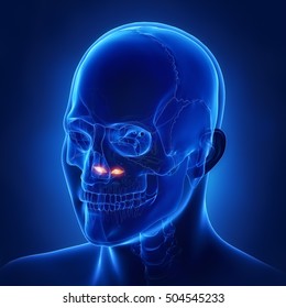 Inferior Nasal Concha 3D Illustration