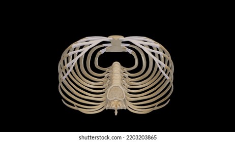 Inferior View Of Thoracic Cage,3D Rendering