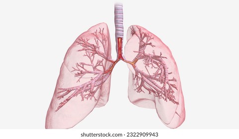 Inflammation and constriction of airways 3D rendering