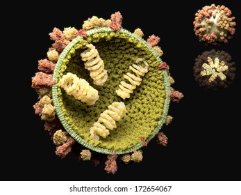 Influenza Virus