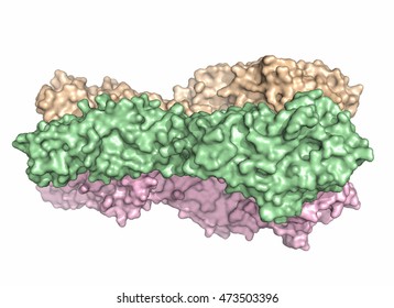 Influenza Virus Hemagglutinin Protein Trimer, 3D Rendering, Surface Representation