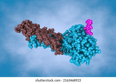 Influenza Virus Hemagglutinin. Space-filling Molecular Model. Rendering With Differently Colored Protein Chains Based On Protein Data Bank Entry 2viu. Scientific Background. 3d Illustration