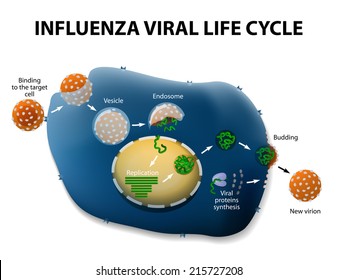 Influenza Virus Replication Cycle