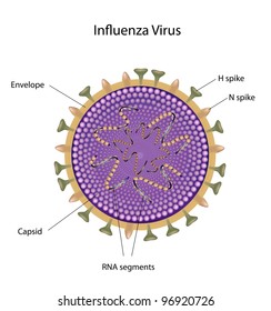 Influenza Virus Structure ( Bird Flu And Swine Flu Viruses)