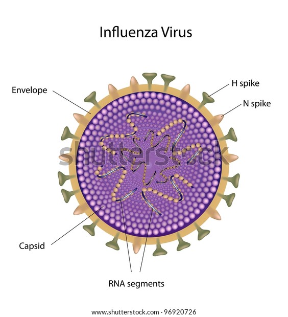 Influenza Virus Structure Bird Flu Swine Stock Illustration 96920726