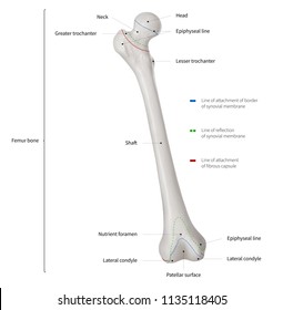Leg Bone Chart