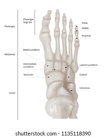 Infographic Diagram Human Foot Bone Anatomy Stock Illustration 