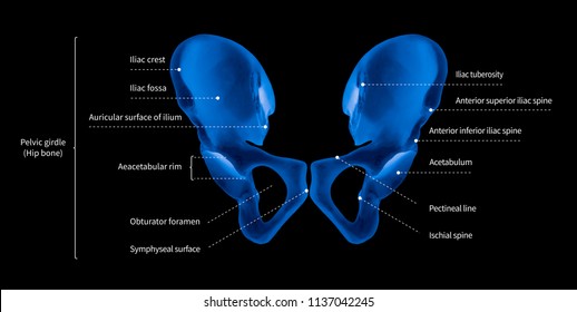 iliac tubercle surface anatomy