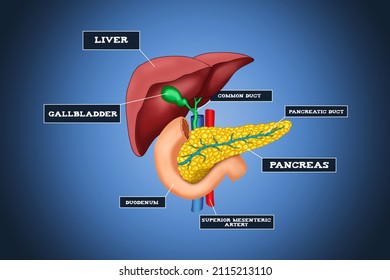 Infographic Human Liver System Detailed Description Stock Illustration ...