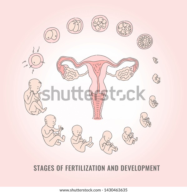 Infographic Pregnancy Stages Process Fertilization Development Stock ...