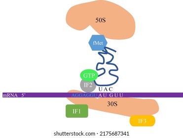 Initiation Of Prokaryotic Protein Synthesis From Shine Dalgarno Sequence.