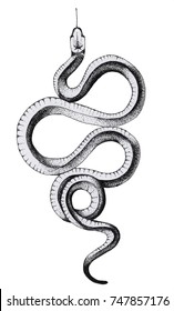 Featured image of post Cool Snake Drawing Images These are several wonderful early vintage snake images