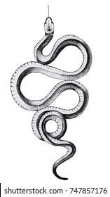 Featured image of post Drawings Of Snakes