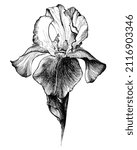 Ink drawing of a branch of an iris flower. Black and white illustration for printing on postcards, invitations, t-shirts, coloring books.