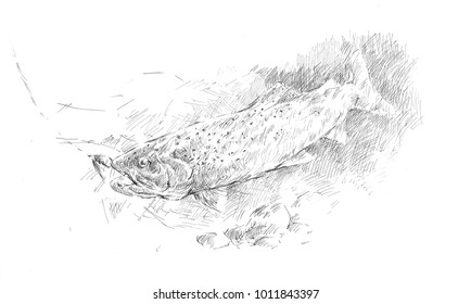 Ink Drawing Salmon Jumping Bait Stock Illustration 1011843397 ...